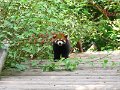 Pandas (052)